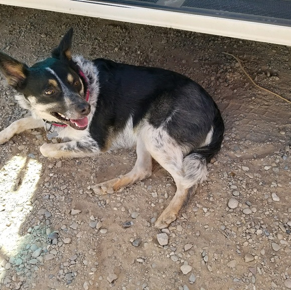 Meet your Posher, Alonda - Picture 3 of 3